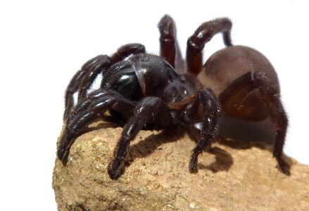 Tarantula arachnid hairy spider