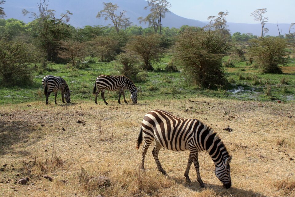 Africa animal strips