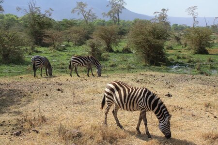 Africa animal strips