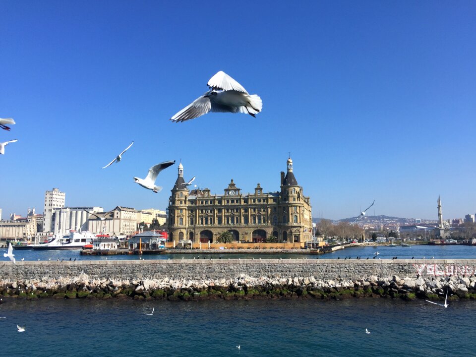 Istanbul station seagull