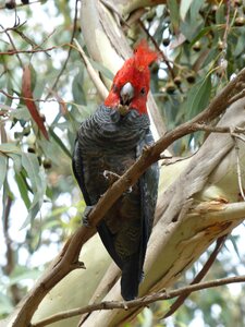 Parrot gang gang bird