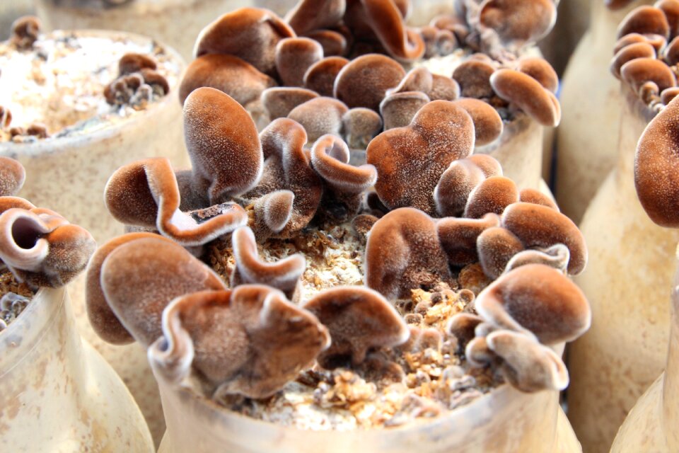 Thirsty mushrooms mushroom a sore throat