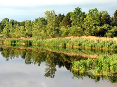 Deer wildlife summer