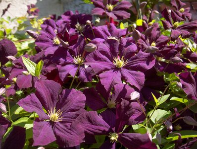 Clematis nature violet