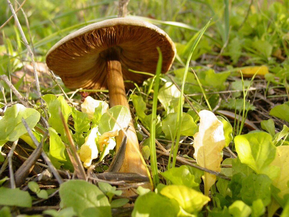 Mushroom field fungus