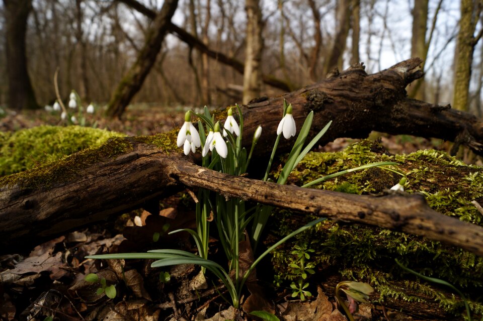 Forest avar spring