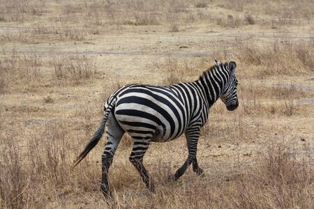 Africa wild animal