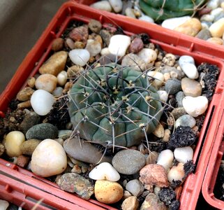 Scratchy succulent in a pot photo