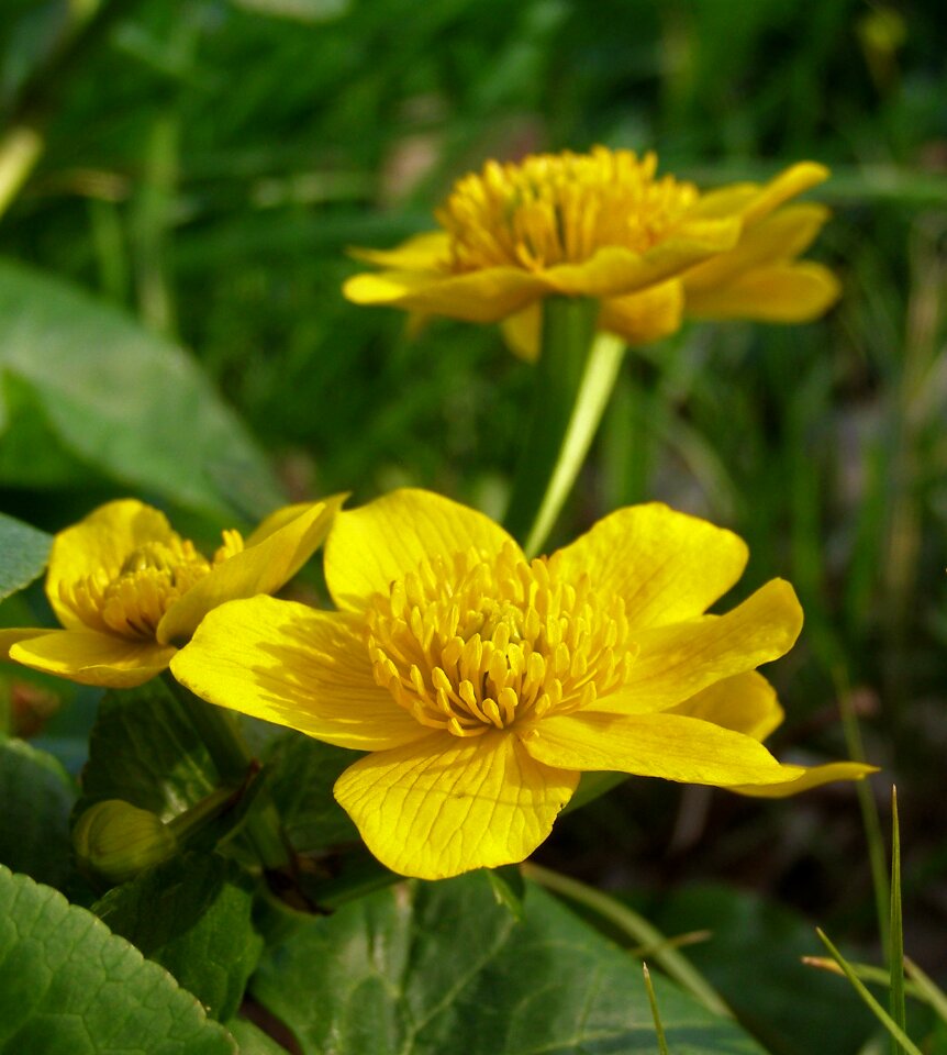 Marsh marigold mud yellow caltha palustris