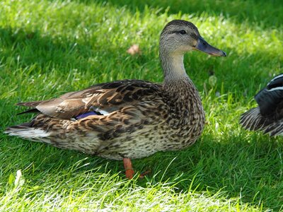 Nature water bird animals