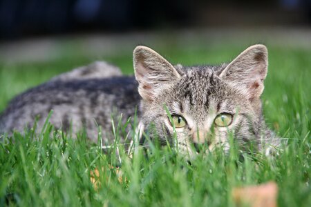 Young cat tiger cat grass