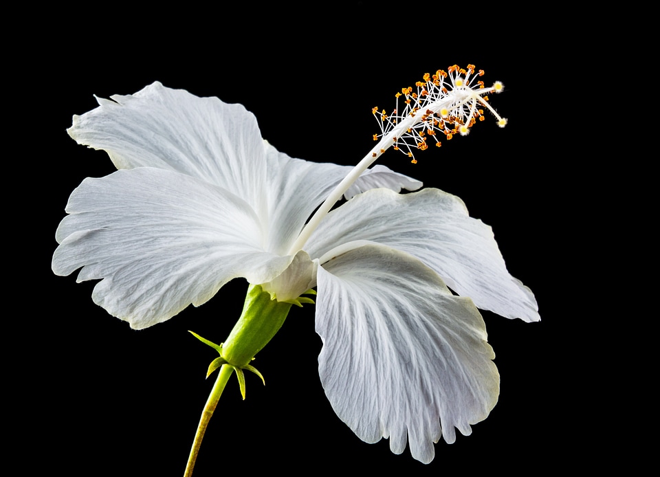 Flower white marshmallow