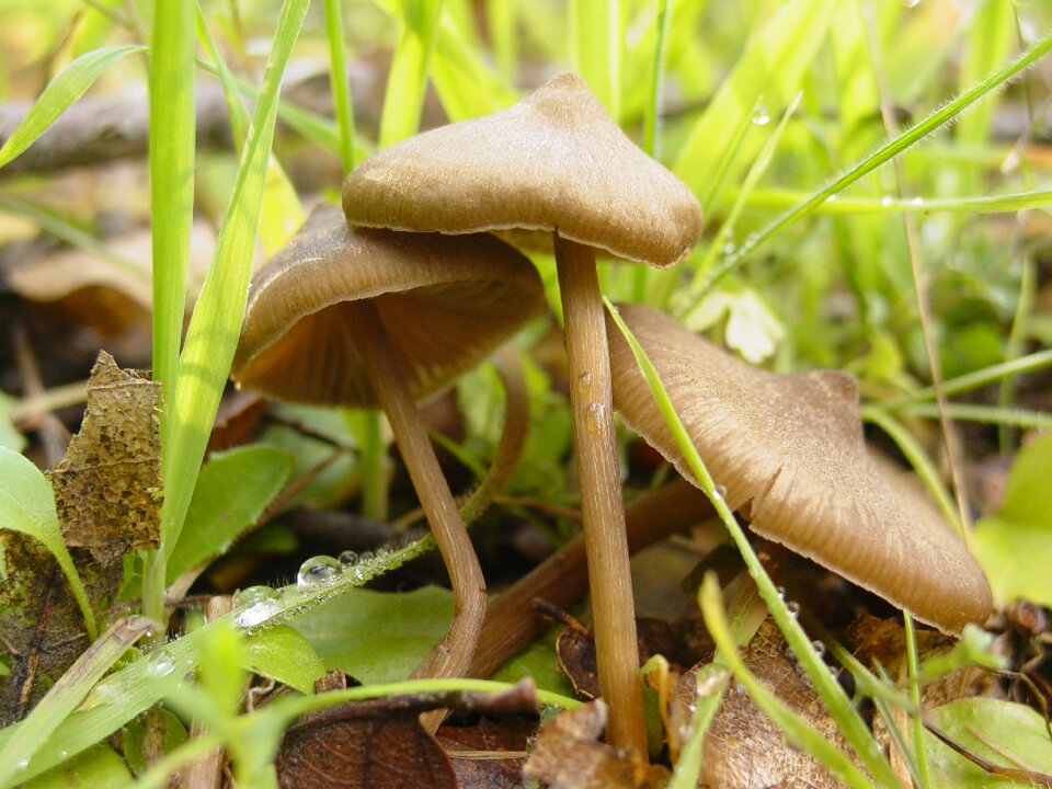 Mushroom field fungus