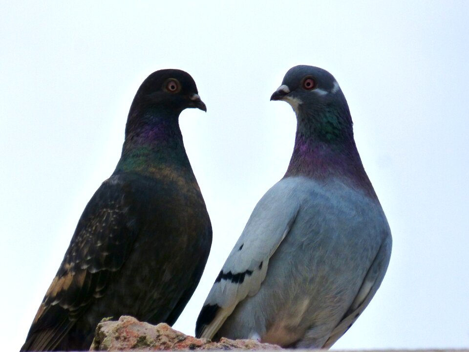 White background birds fauna
