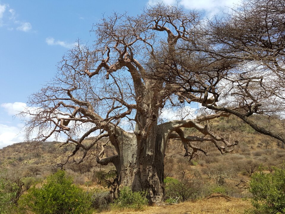 Safari nature karater ngorongoro