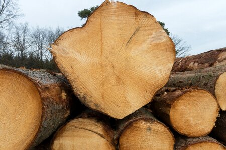 Holzstapel growing stock stacked up
