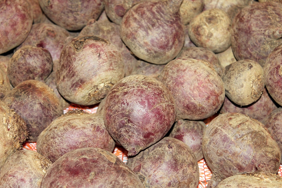 Turnip beet of rahner
