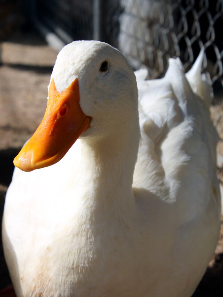 Older bill feathers