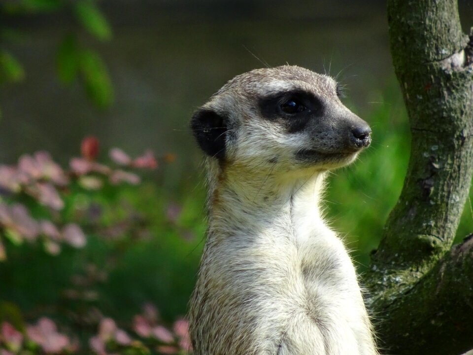 Cute curious close up