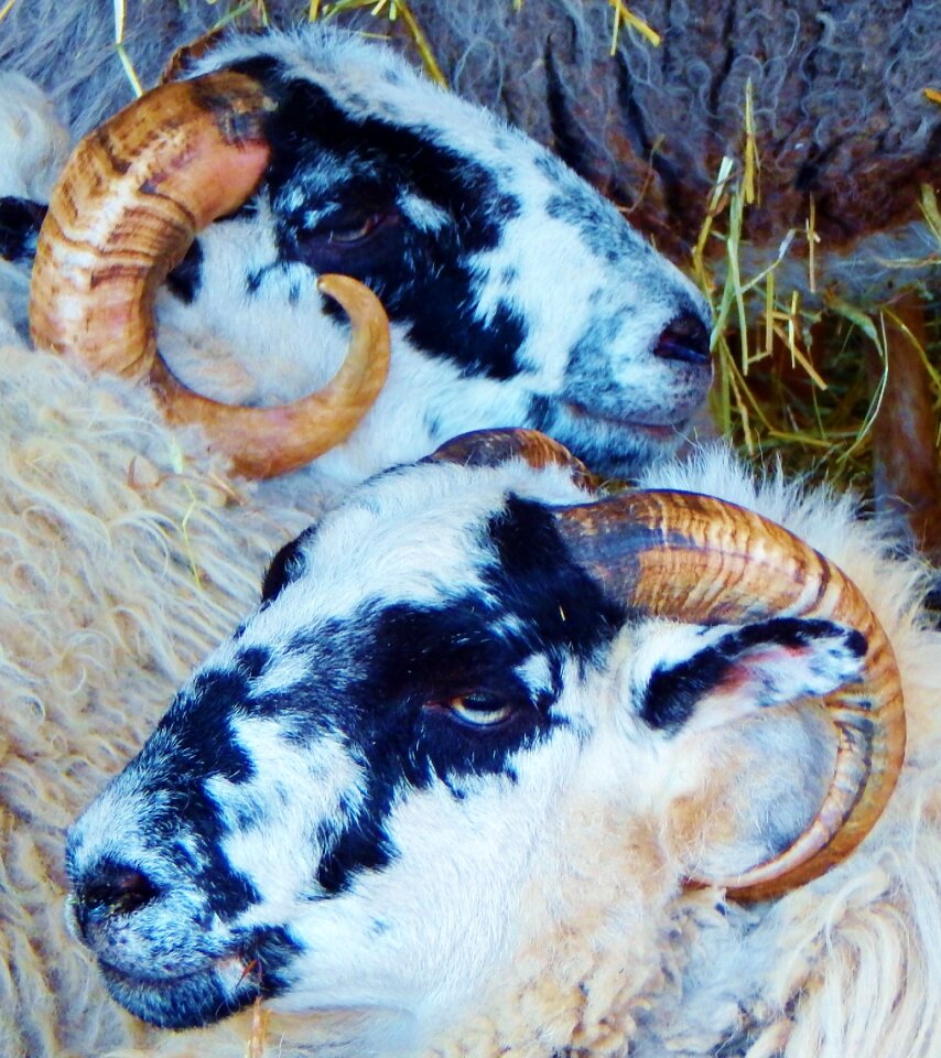 Nature mammal domestic