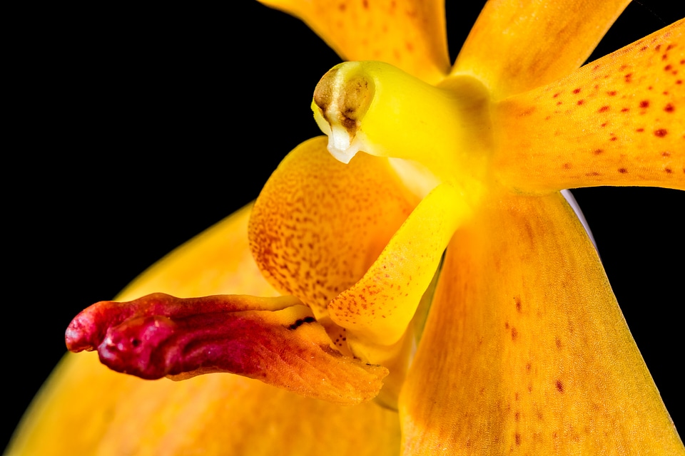 Blossom bloom orange
