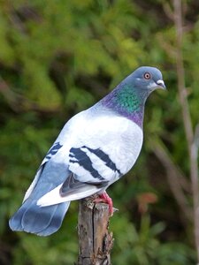 Oteando bird fauna
