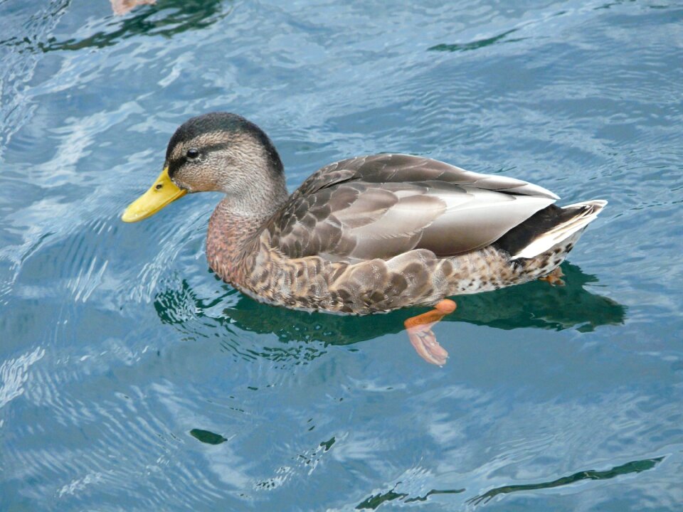 Lake wild ducks lakeside