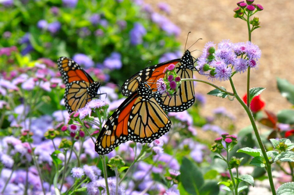 Nature wildlife rose garden