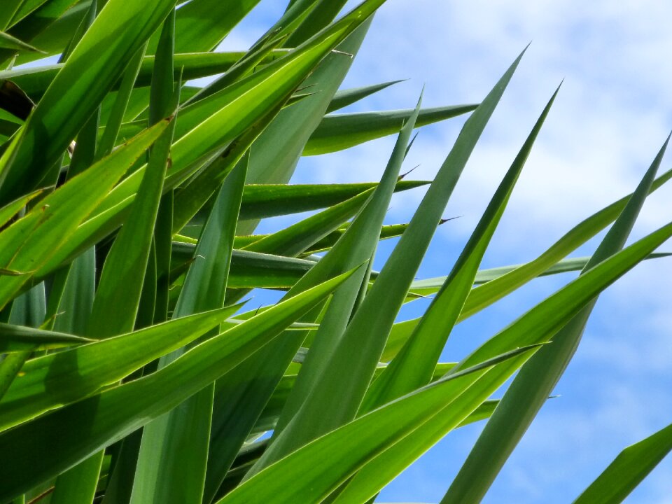 Plant grasses sky