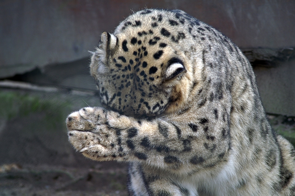 Threatened skull big cat