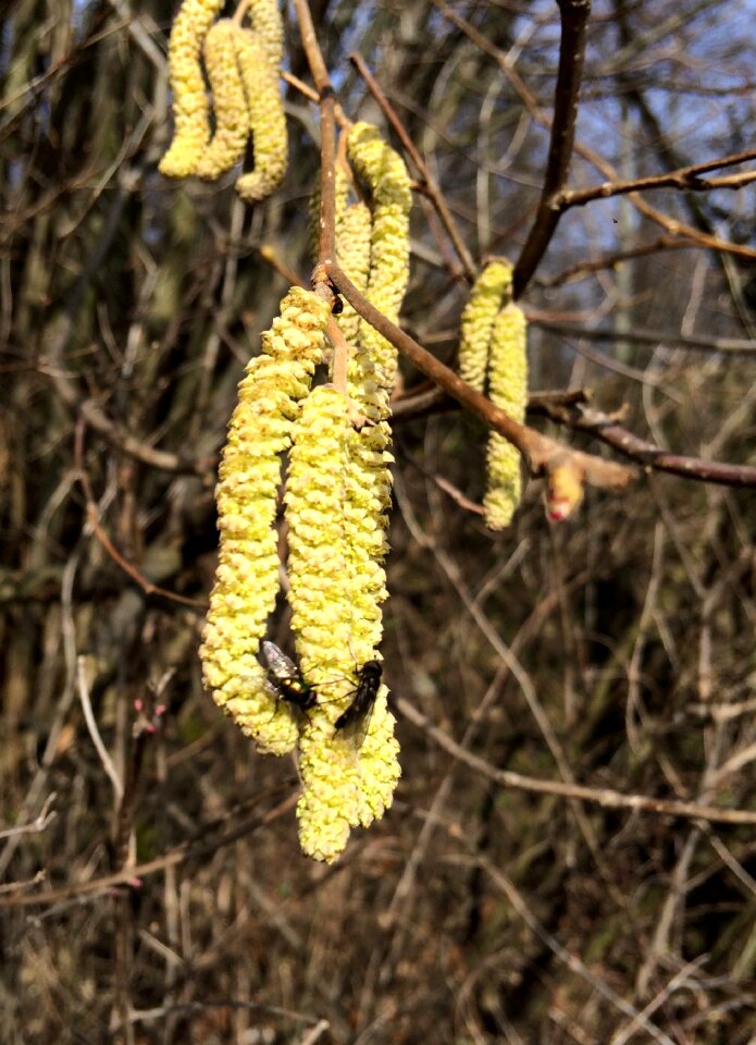 Bloom yellow spring