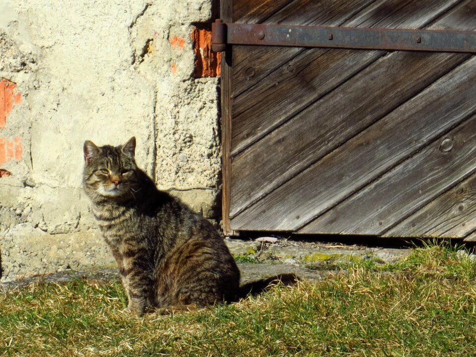 Old gate animals pet