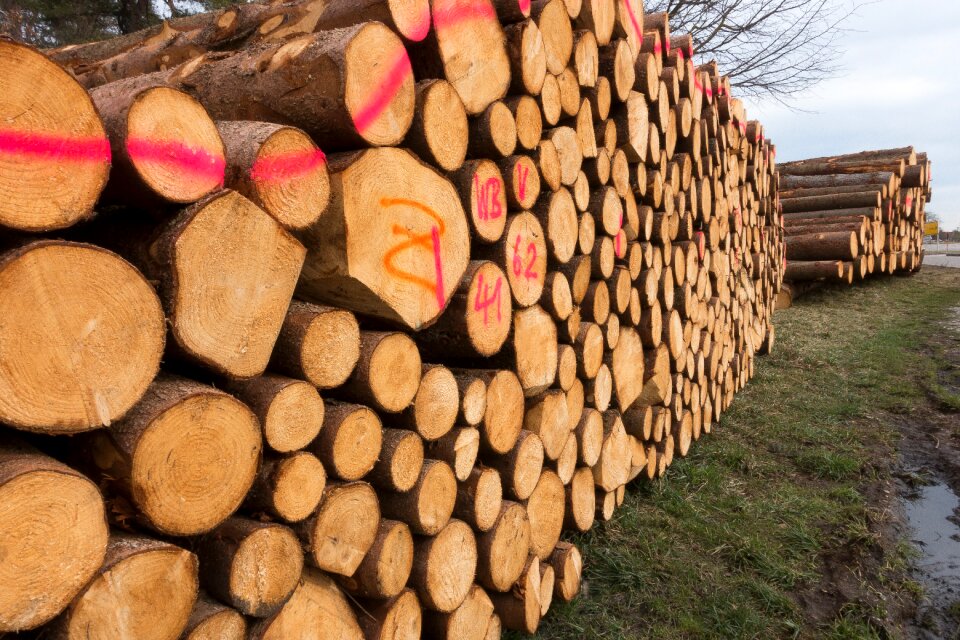 Holzstapel growing stock stacked up