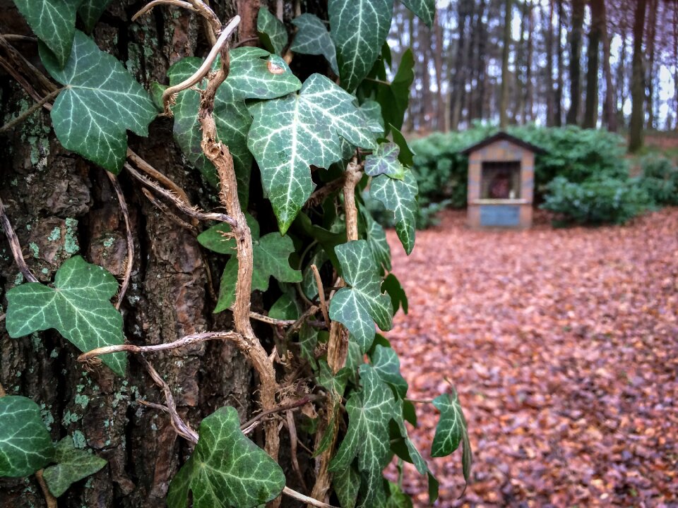 Forest log climber plant