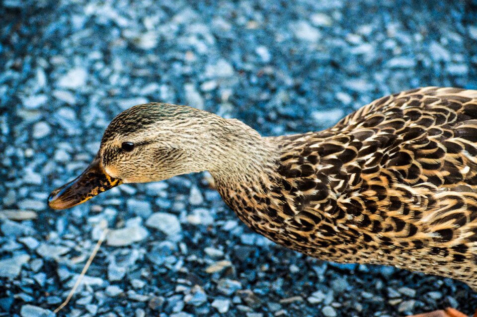 Nature animals duckling