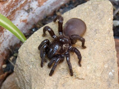 Tarantula arachnid hairy spider