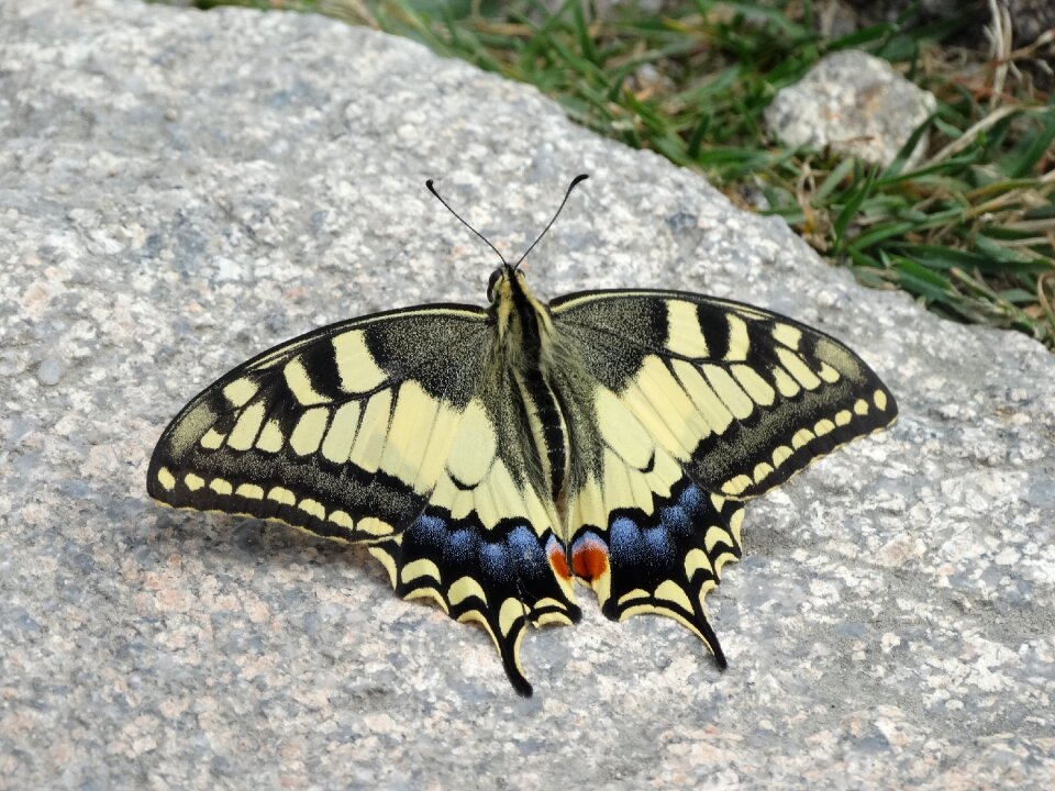 Nature insect summer