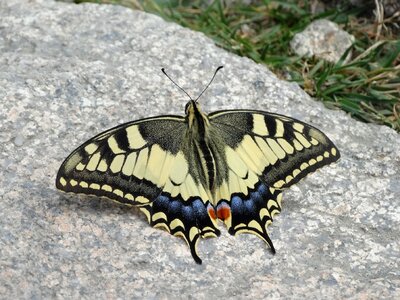 Nature insect summer