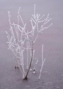 Winter cold branches photo