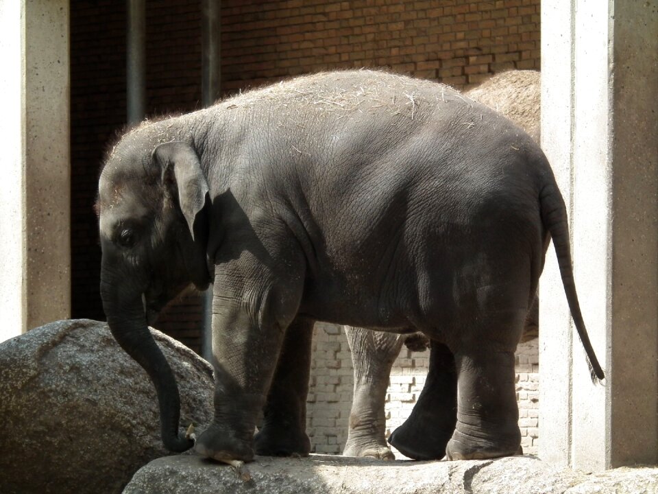 Elephant zoo hotels in berlin