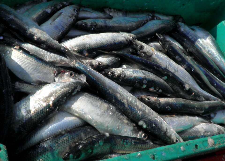 Freshly caught fishing baltic sea