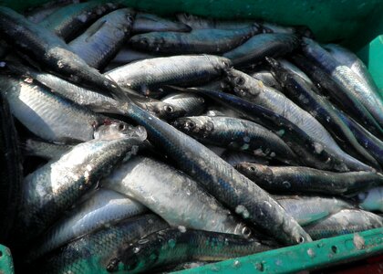 Freshly caught fishing baltic sea photo