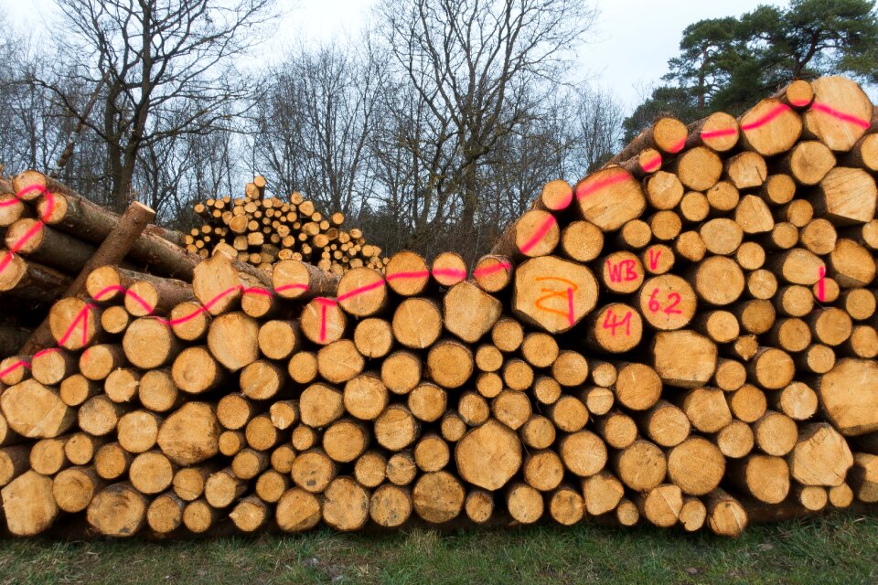 Holzstapel growing stock stacked up