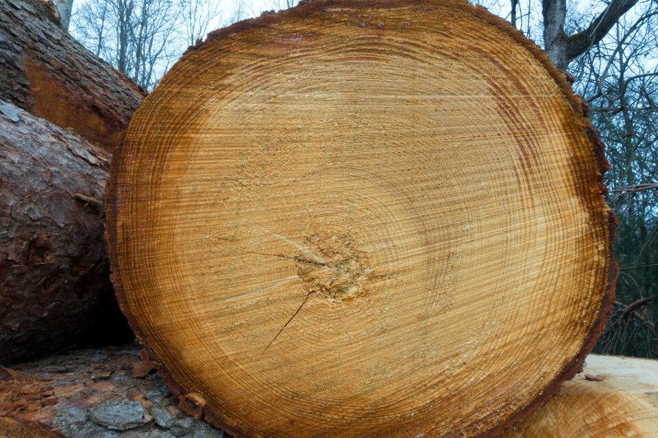 Holzstapel growing stock stacked up