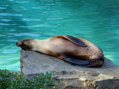 Zoo relaxation dormant