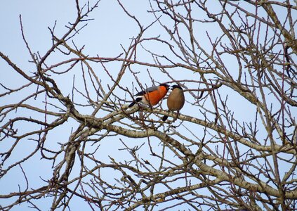Gimpel couple tree