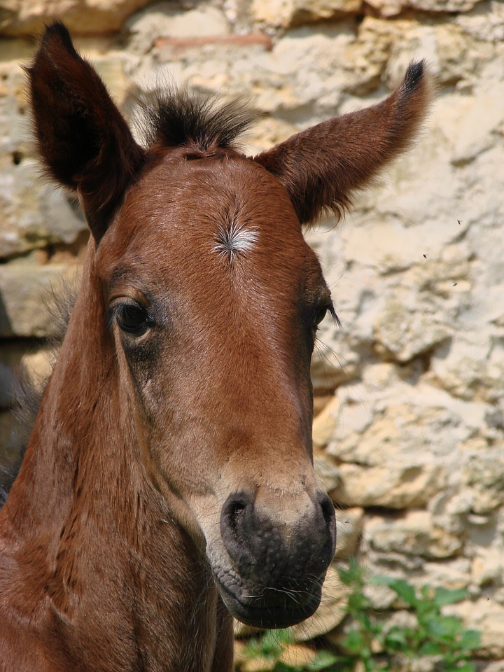 Portrait bai french saddle