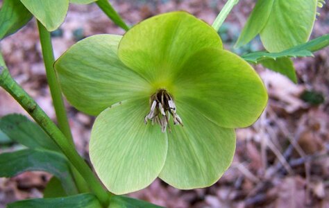 Hellebore winter aconite forest flower photo