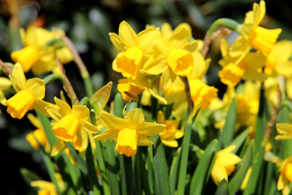 Spring plant close up photo