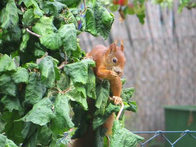 Animal rodent garden